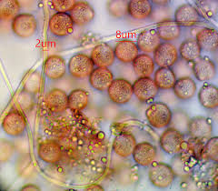 Attēlu rezultāti vaicājumam “Diderma subviridifuscum var. macrospora* macro”