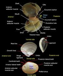 Attēlu rezultāti vaicājumam “Physarum bivalve sessile”