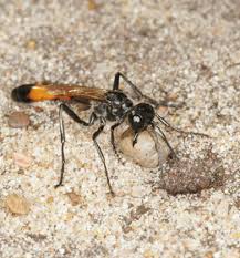 Attēlu rezultāti vaicājumam “Ammophila sp.”