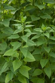 Attēlu rezultāti vaicājumam “Helianthus tuberosus leaf”