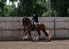 Image result for chestnut friesian