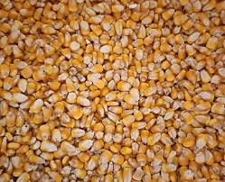 Image result for 春粒