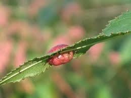 Attēlu rezultāti vaicājumam “Pontania proxima”