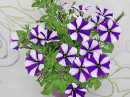 Image result for Petunie