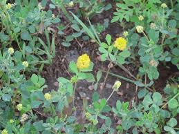 Attēlu rezultāti vaicājumam “Trifolium aureum leaf”