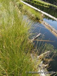Attēlu rezultāti vaicājumam “Carex lasiocarpa fruit”
