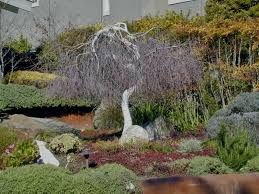 Attēlu rezultāti vaicājumam “Betula pendula Youngii”