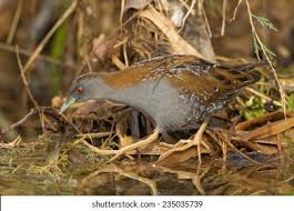 Image result for Porzana pusilla