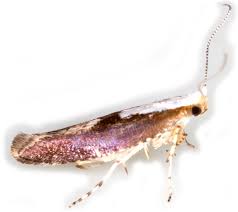Attēlu rezultāti vaicājumam “Argyresthia semifusca”
