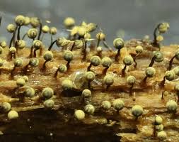 Attēlu rezultāti vaicājumam “Cribraria aurantiaca young”