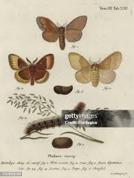 Attēlu rezultāti vaicājumam “Hadula trifolii larva”