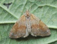 Attēlu rezultāti vaicājumam “Pennithera firmata”