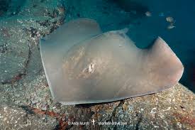 Image result for Bathytoshia centroura