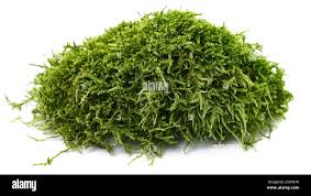 Attēlu rezultāti vaicājumam “Pleuridium subulatum sporophyte”