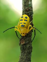 Attēlu rezultāti vaicājumam “Chrysanthia geniculata”