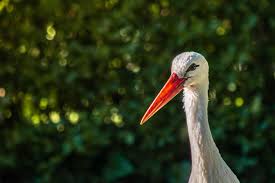 Attēlu rezultāti vaicājumam “Ciconia ciconia”