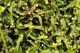 Attēlu rezultāti vaicājumam “Odontoschisma denudatum”