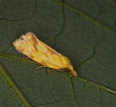 Attēlu rezultāti vaicājumam “Agapeta hamana”