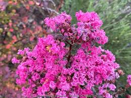 Image result for Lagerstroemia