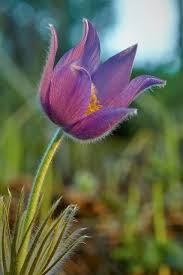 Attēlu rezultāti vaicājumam “Pulsatilla patens”