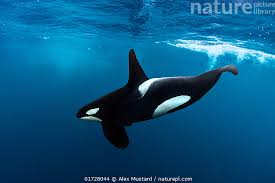 Image result for Orcinus orca