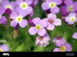 Attēlu rezultāti vaicājumam “Aubrieta deltoidea”