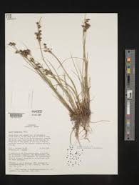 Attēlu rezultāti vaicājumam “Juncus compressus”