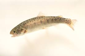 Image result for Oncorhynchus clarkii