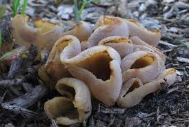 Attēlu rezultāti vaicājumam “Peziza varia”