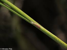 Attēlu rezultāti vaicājumam “Juncus gerardii bud”