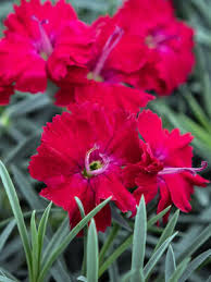Image result for Dianthus