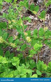 Attēlu rezultāti vaicājumam “Astragalus glycyphyllos flower”
