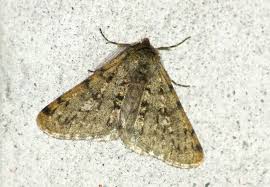 Attēlu rezultāti vaicājumam “Phigalia pilosaria”