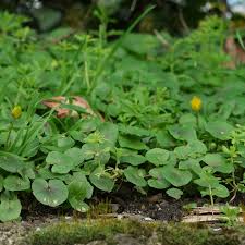 Attēlu rezultāti vaicājumam “Ficaria verna leaf”