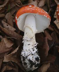Attēlu rezultāti vaicājumam “Amanita”