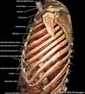 [<b>thorax</b>]