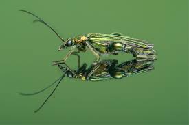 Attēlu rezultāti vaicājumam “Oedemeridae”