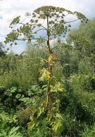 Attēlu rezultāti vaicājumam “Heracleum sosnowskyi fruit”