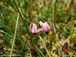 Attēlu rezultāti vaicājumam “Oxycoccus palustris flower”