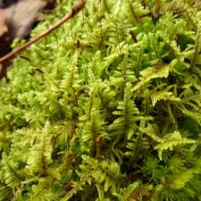 Attēlu rezultāti vaicājumam “Hypnum”