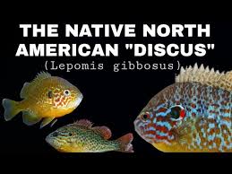 Image result for Lepomis gibbosus