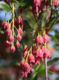 Attēlu rezultāti vaicājumam “Enkianthus campanulatus”