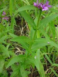 Image result for Lythrum salicaria