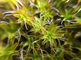 Attēlu rezultāti vaicājumam “Syntrichia ruralis var. ruralis sporophyte”