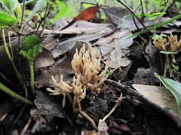 Attēlu rezultāti vaicājumam “Tremellodendropsis tuberosa”