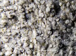 Attēlu rezultāti vaicājumam “Pertusaria albescens”