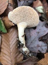 Attēlu rezultāti vaicājumam “Hydnum sp.”