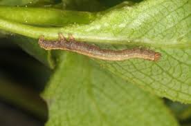 Attēlu rezultāti vaicājumam “Catocala nupta”