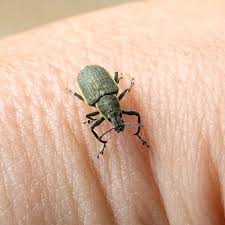 Attēlu rezultāti vaicājumam “Chlorophanus viridis”