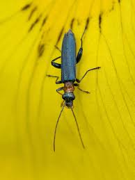 Attēlu rezultāti vaicājumam “Oedemera croceicollis”